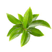Green Tea Leaves