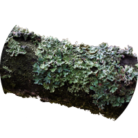 Moss